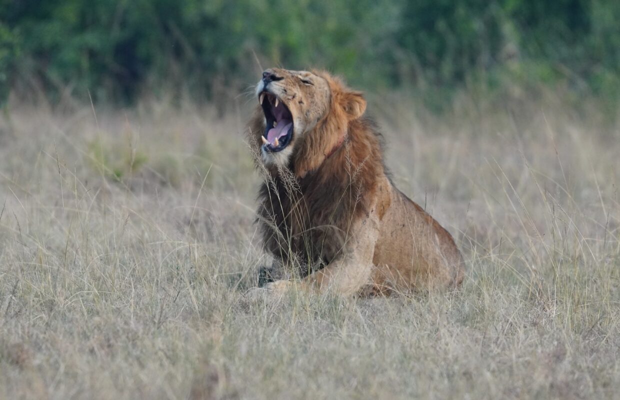 Lion Tracking Collars in Queen Elizabeth National Park
