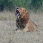 Lion Tracking Collars in Queen Elizabeth National Park