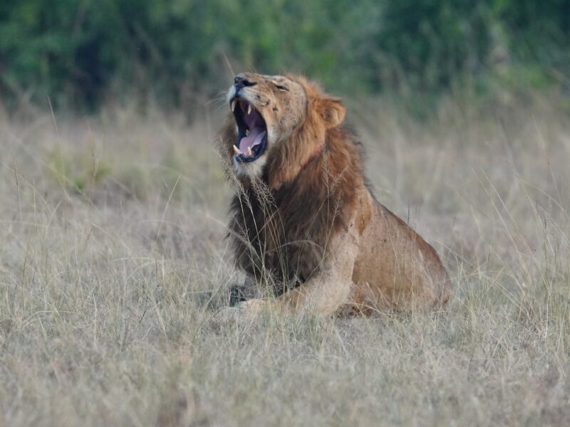 Lion Tracking Collars in Queen Elizabeth National Park
