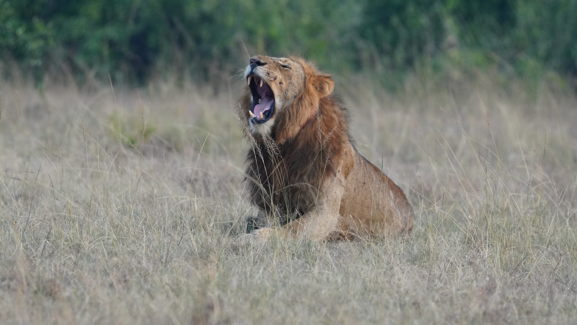 Savannah Grasslands in Queen Elizabeth National Park