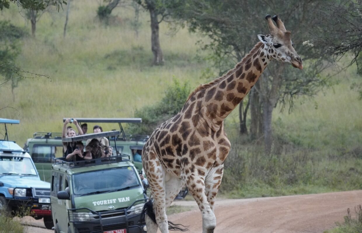 Wildlife in Akagera National Park