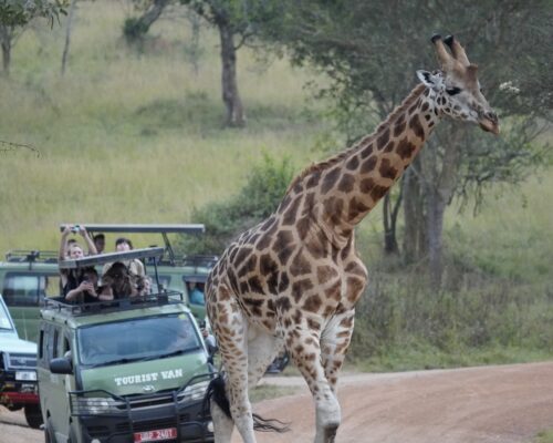 Wildlife in Akagera National Park