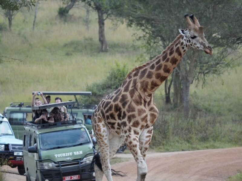 Wildlife in Akagera National Park