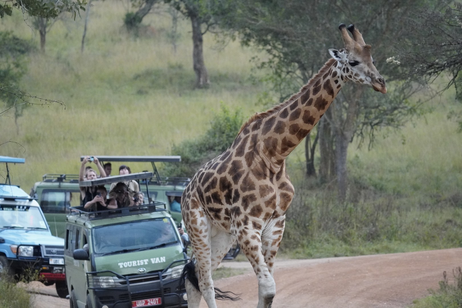 Wildlife in Akagera National Park