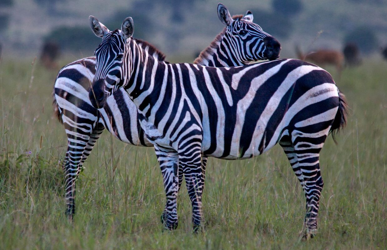 Wildlife in Lake Mburo National Park