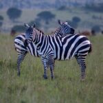 Wildlife in Lake Mburo National Park