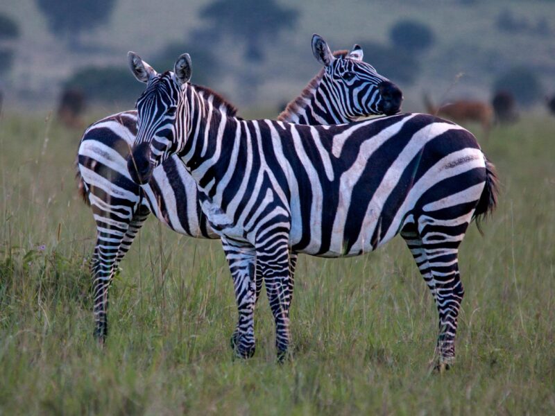 Wildlife in Lake Mburo National Park