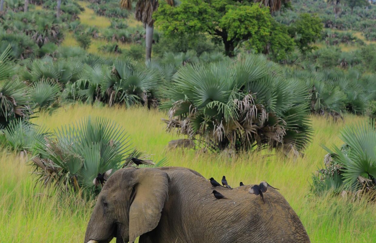 Murchison Falls National Park