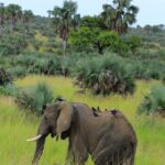 Murchison Falls National Park
