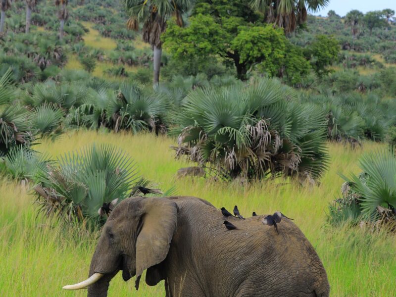 Murchison Falls National Park