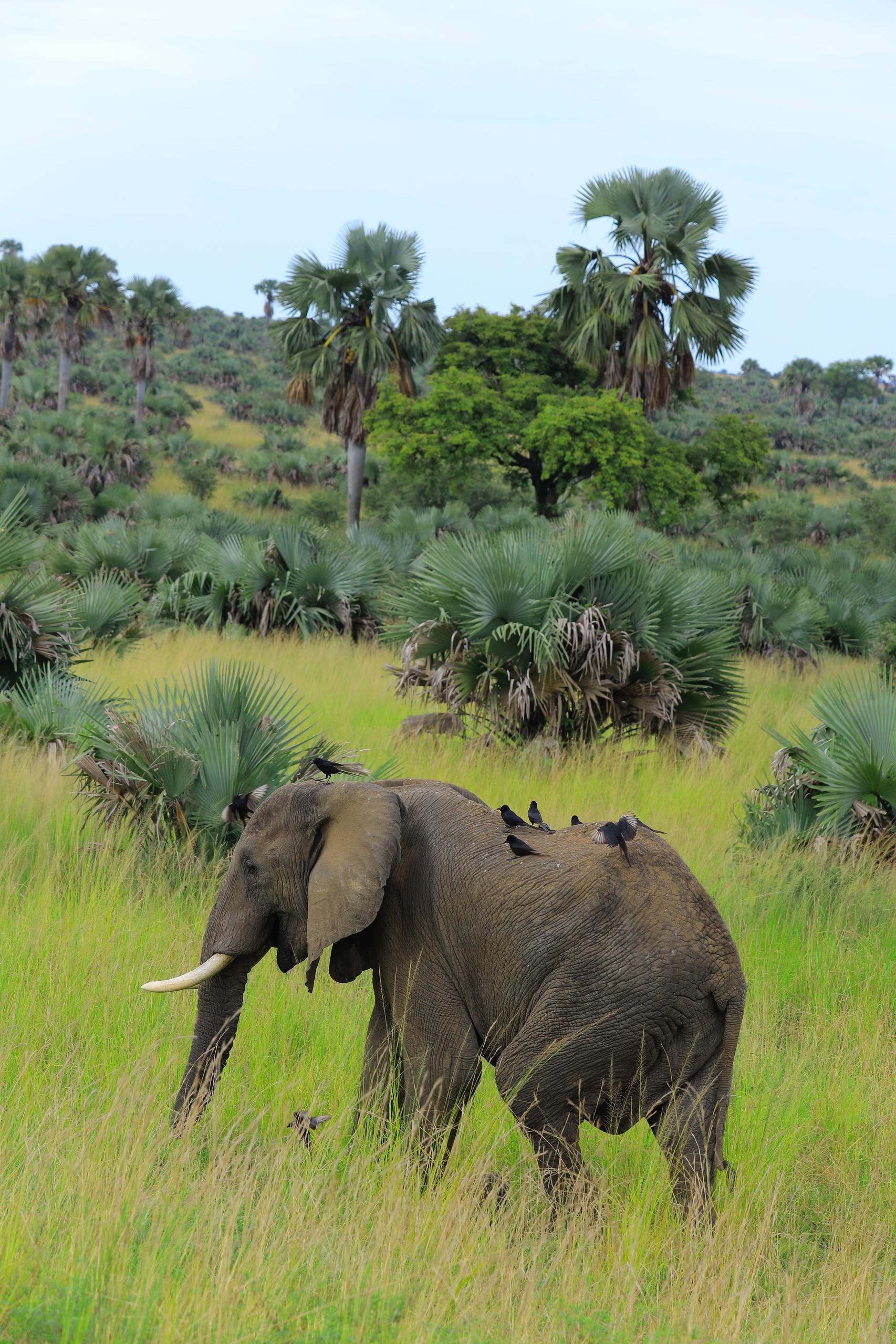 Murchison Falls National Park