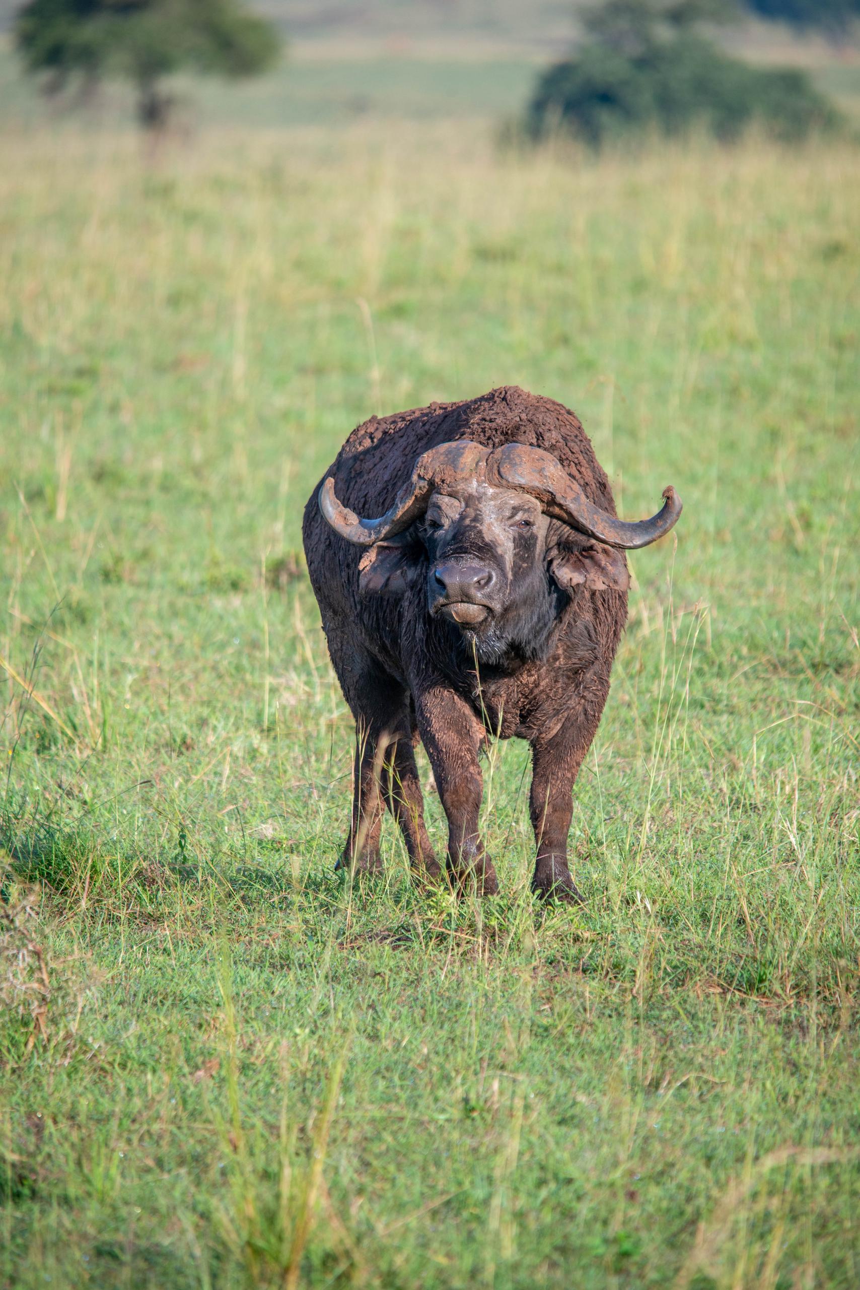 Samburu National Reserve