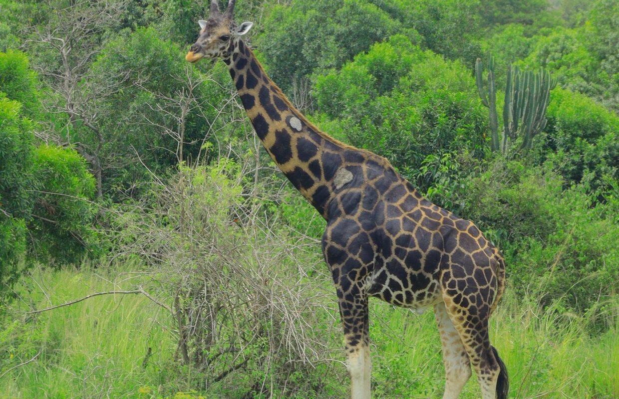 Giraffes in Lake Mburo National Park