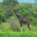 Giraffes in Lake Mburo National Park