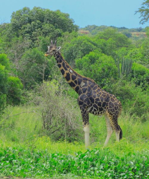 Giraffes in Lake Mburo National Park