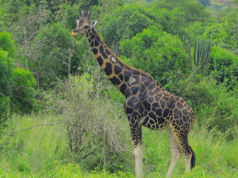 Giraffes in Lake Mburo National Park