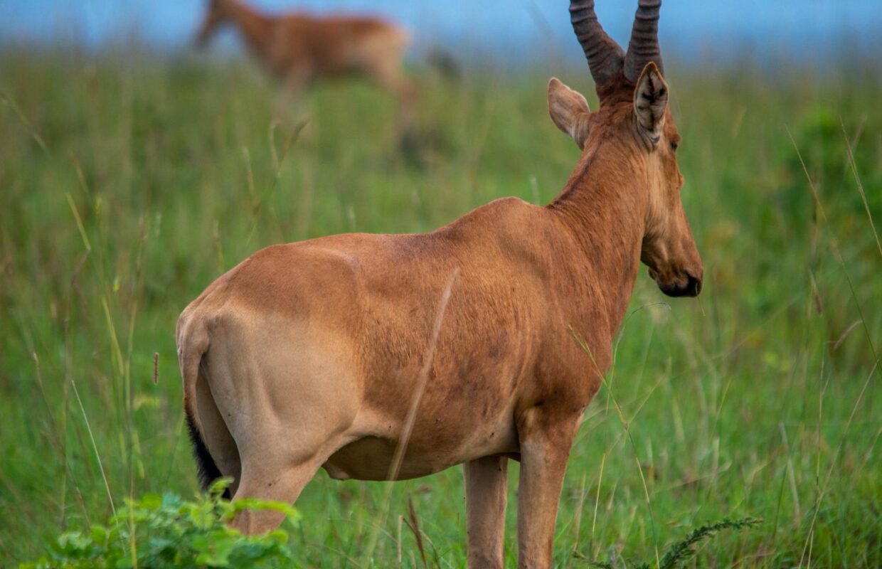 Kob Walking Safaris in Lake Mburo National Park
