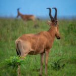 Kob Walking Safaris in Lake Mburo National Park 