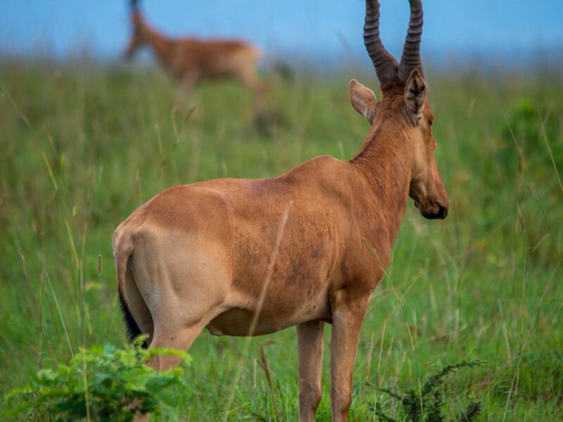 Kob Walking Safaris in Lake Mburo National Park 