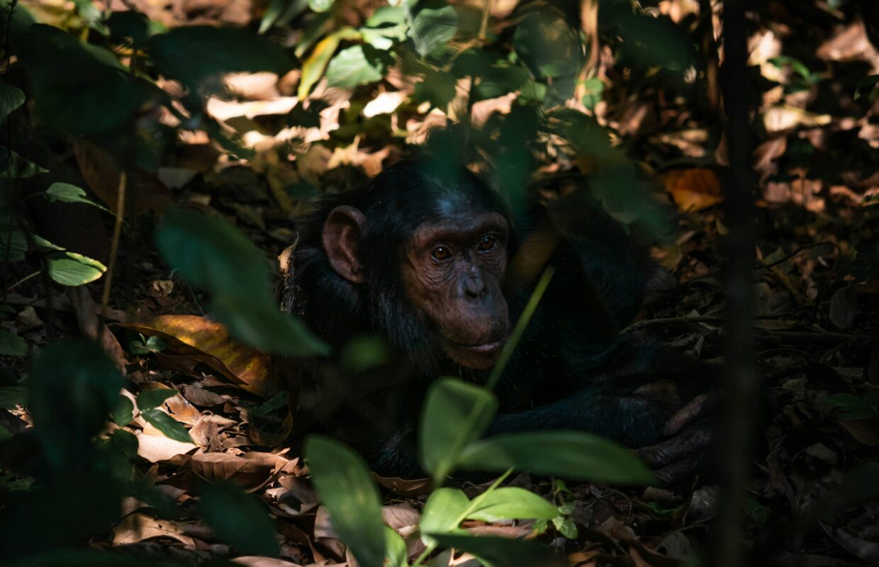Night Monkey Safari in Rwanda