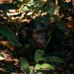 Night Monkey Safari in Rwanda