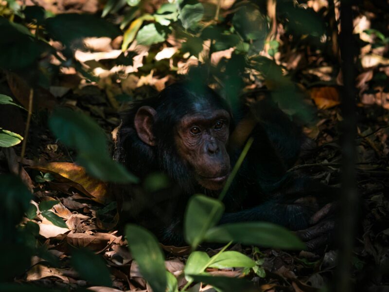 Night Monkey Safari in Rwanda