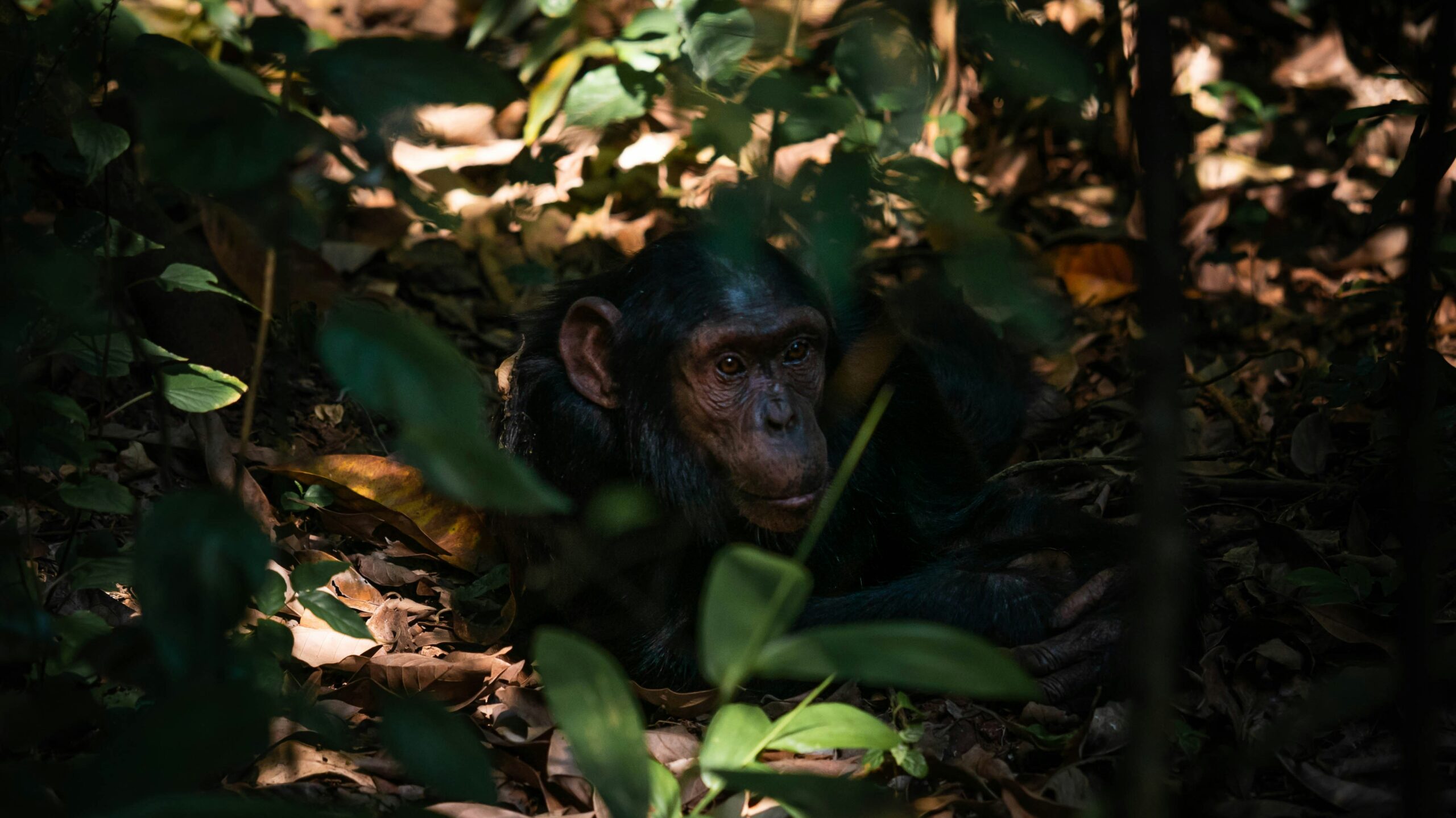 Kibale National Park