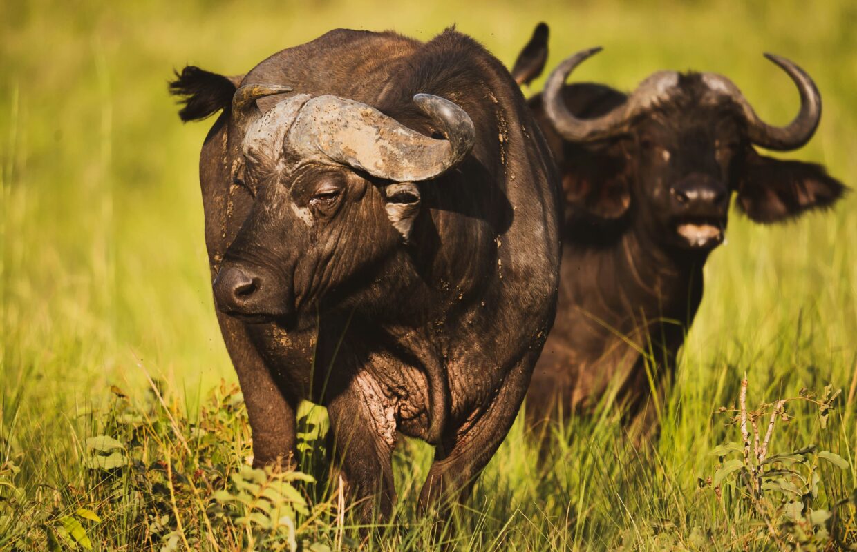 Kidepo Valley National Park