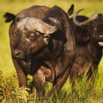 Kidepo Valley National Park