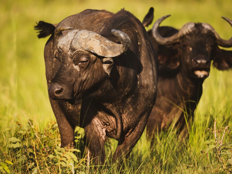 Kidepo Valley National Park