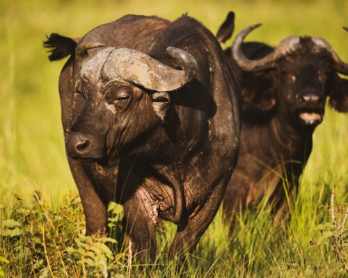 Queen Elizabeth National Park