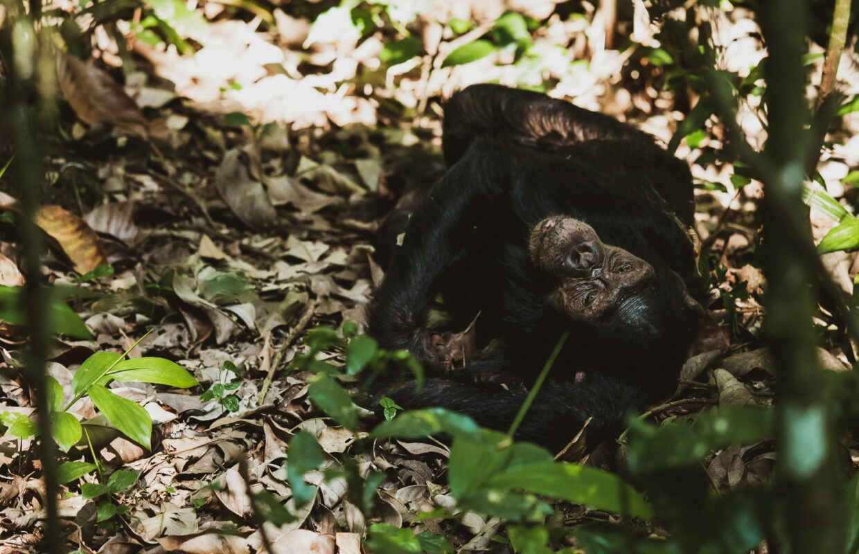 Chimpanzee Trekking Safaris