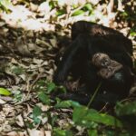 Chimpanzee Trekking Safaris