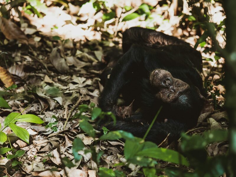 Chimpanzee Trekking Safaris
