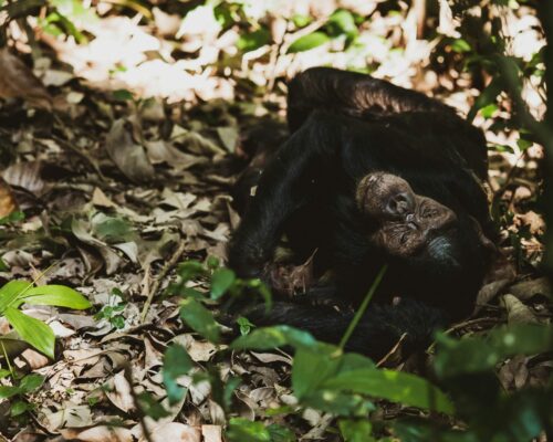 Chimpanzee Trekking Safaris