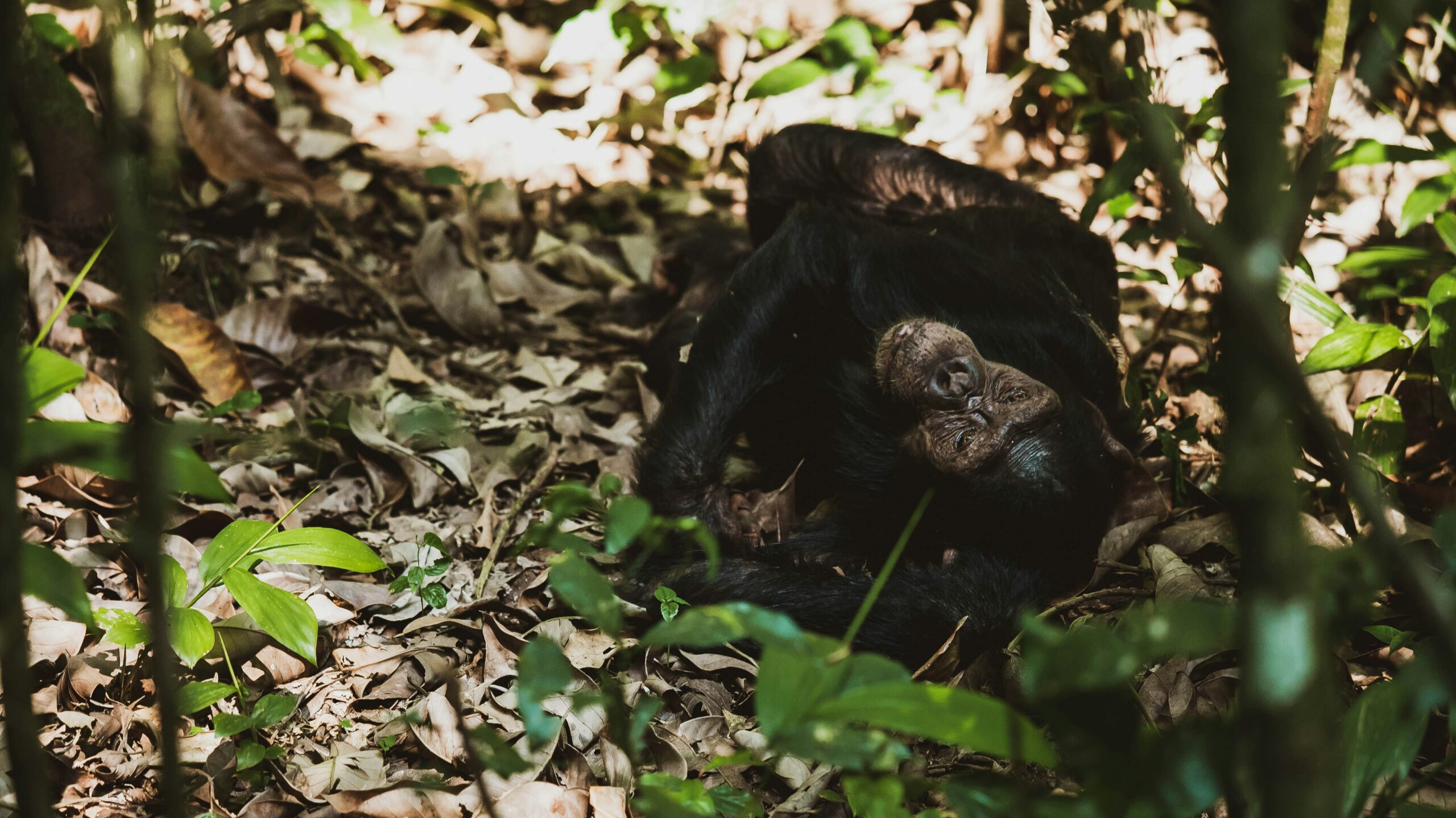 Chimpanzee Trekking Safaris