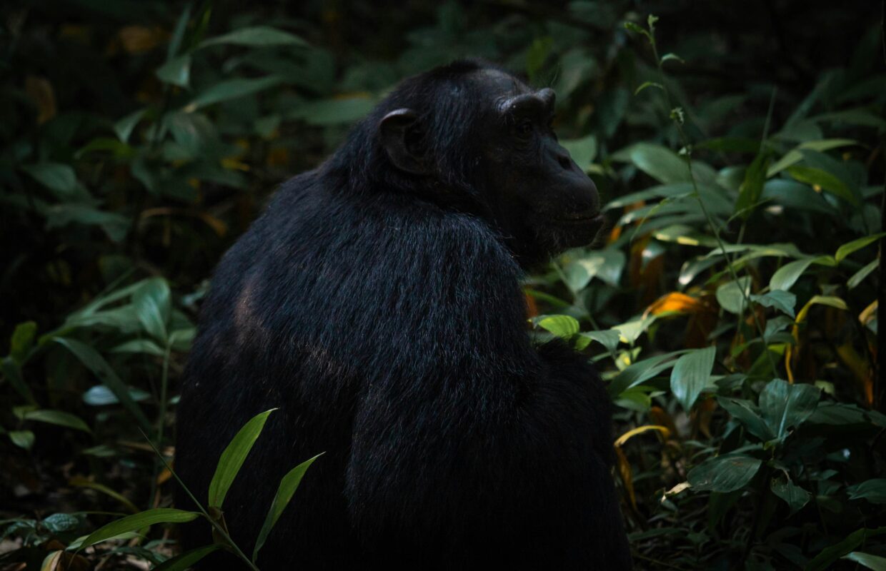 Infant Gorillas in Bwindi Impenetrable Forest