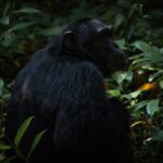 Infant Gorillas in Bwindi Impenetrable Forest