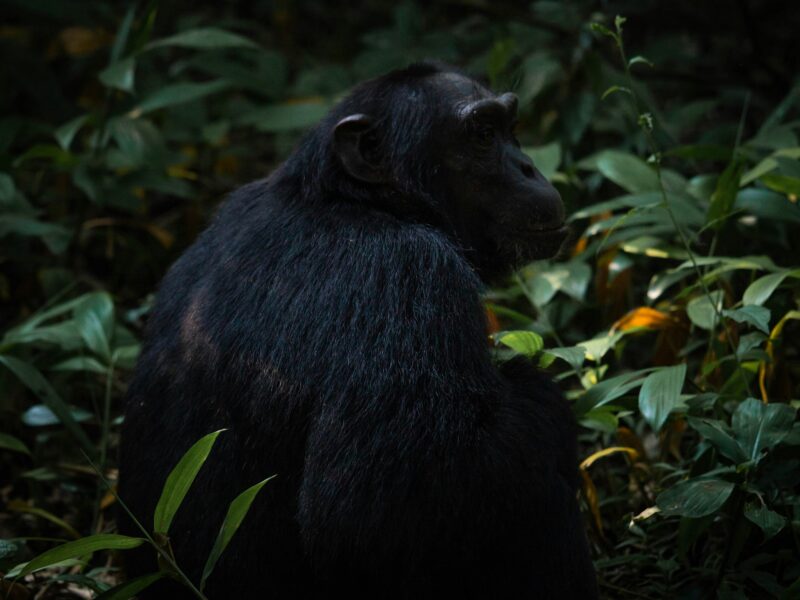 Infant Gorillas in Bwindi Impenetrable Forest