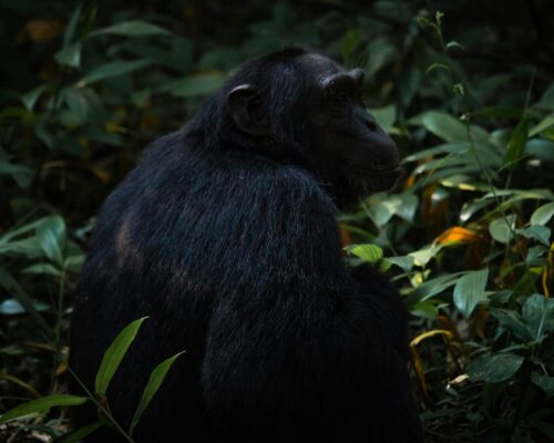 Infant Gorillas in Bwindi Impenetrable Forest