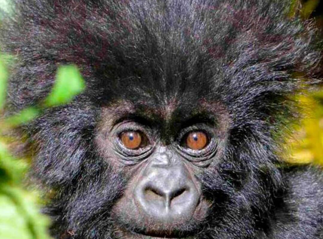 Bwindi Impenetrable National Park