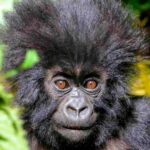 Bwindi Impenetrable National Park