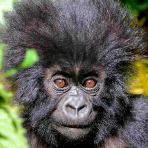 Bwindi Impenetrable National Park
