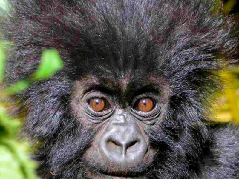 Bwindi Impenetrable National Park