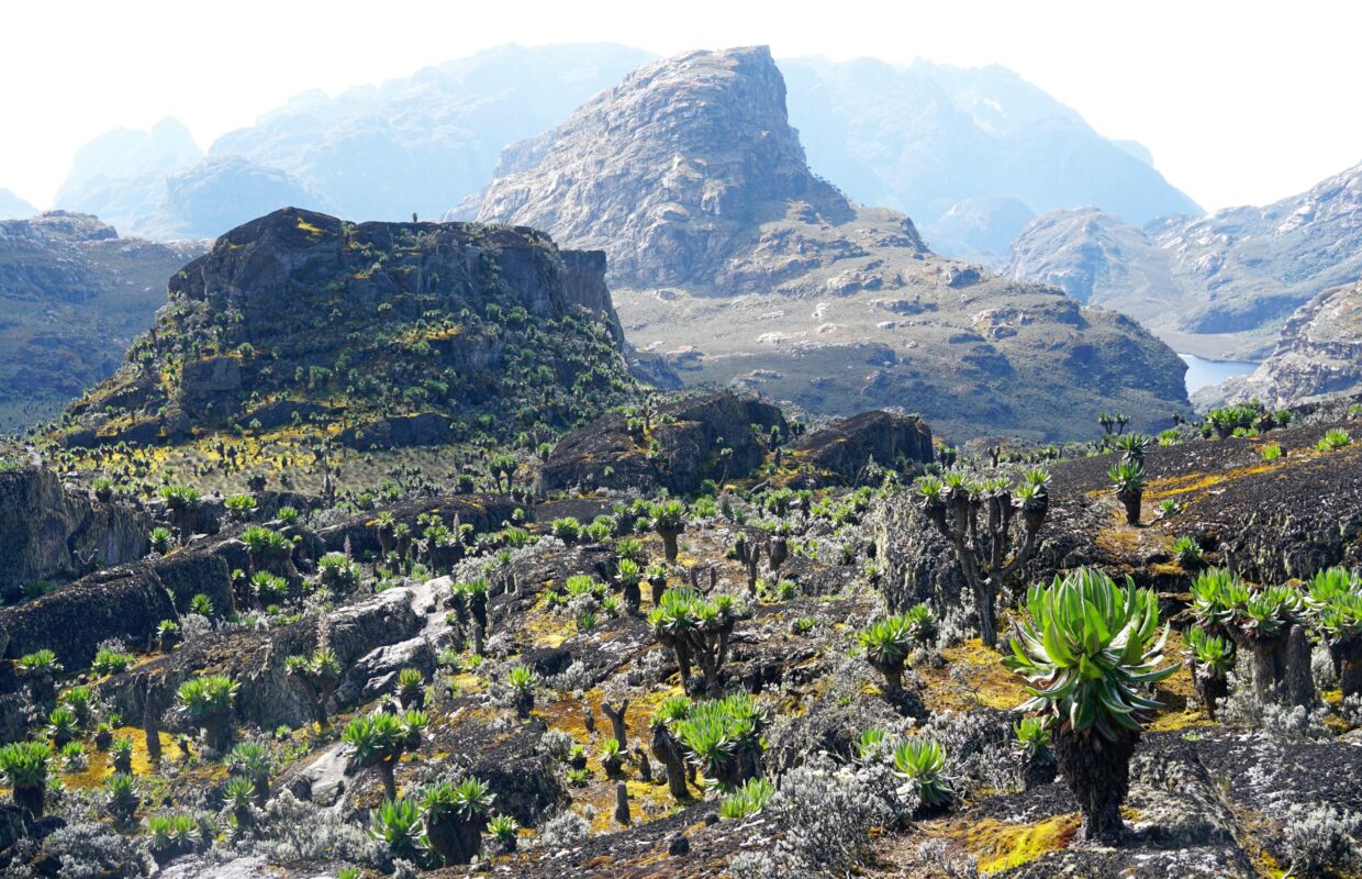 Tutum Cave Bats in Mount Elgon