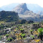 Tutum Cave Bats in Mount Elgon