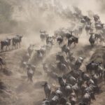 Great Migration River Crossing in Maasai Mara