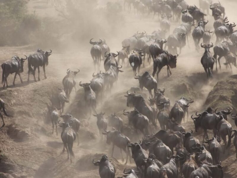 Great Migration River Crossing in Maasai Mara