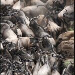 Dry Season Animal Convergence