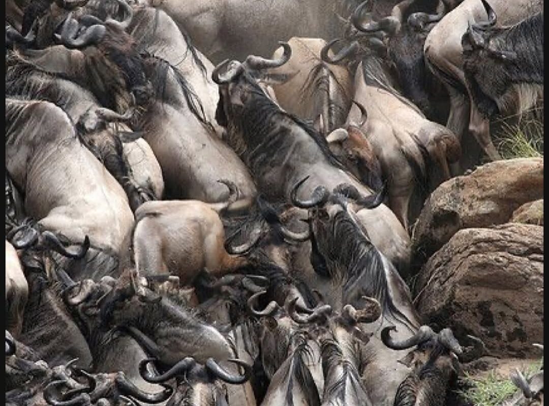 Best Time for Wildlife Migration in Uganda